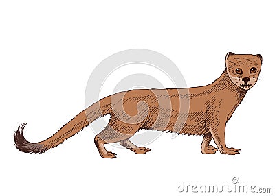 Realistic South Africa mongoose on white Vector Illustration