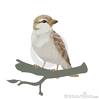 Realistic sparrow sitting on a branch. Colorful vector illustration of little female bird sparrow in hand drawn Vector Illustration