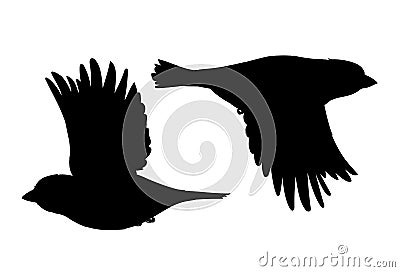 Realistic sparrows flying. Monochrome vector illustration of black silhouettes of little birds sparrows isolated on Vector Illustration