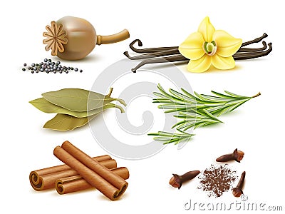 Realistic spices and herbs. Isolated natural elements, dry and fresh ingredients, poppy seeds, rosemary sprigs, cinnamon sticks, Vector Illustration