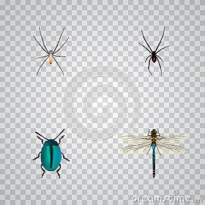 Realistic Spider, Spinner, Bug And Other Vector Elements. Set Of Insect Realistic Symbols Also Includes Dor, Damselfly Vector Illustration