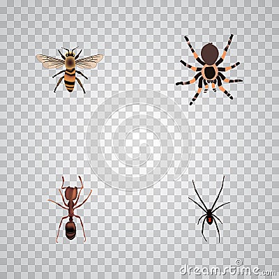 Realistic Spinner, Tarantula, Wasp And Other Vector Elements. Set Of Insect Realistic Symbols Also Includes Arachnid Vector Illustration