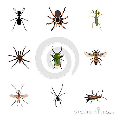 Realistic Spinner, Wasp, Grasshopper And Other Vector Elements. Set Of Bug Realistic Symbols Also Includes Wasp Vector Illustration