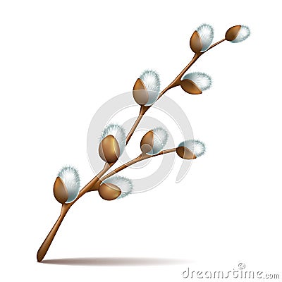 Spring twigs easter blossom pussy willow tree Vector Illustration