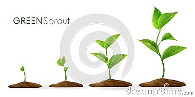 Realistic sprouts 3D.Phases plant growing.Evolution concept. Seeds sprout in ground. Sprout, plant, tree growing Vector Illustration