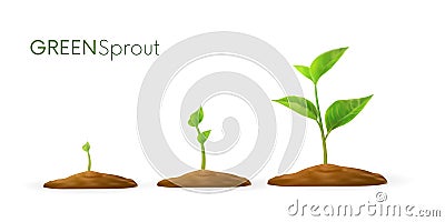 Realistic sprouts 3D.Phases plant growing.Evolution concept. Seeds sprout in ground. Sprout, plant, tree growing Vector Illustration