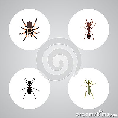 Realistic Tarantula, Grasshopper, Ant And Other Vector Elements. Set Of Bug Realistic Symbols Also Includes Tarantula Vector Illustration