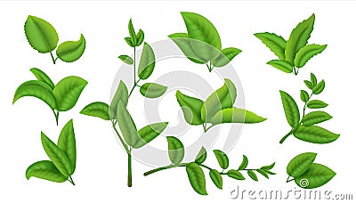 Realistic tea leaves and branches. Green plants and herbs isolated on white, natural tea leaf collection. Vector Vector Illustration