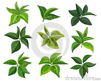 Realistic tea leaves. Green mint and tea leaves collection, bush branch decoration. Vector isolated set Vector Illustration