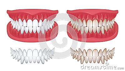 Realistic teeth. Isolated white 3D smile for orthodontics clinic, dentistry concept with white jaw render. Vector oral Vector Illustration