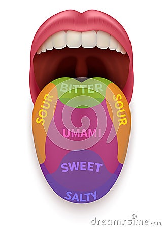 Realistic tongue with basic taste areas. Tasting map in human mouth sweet, salty, sour, bitter and umami vector Vector Illustration