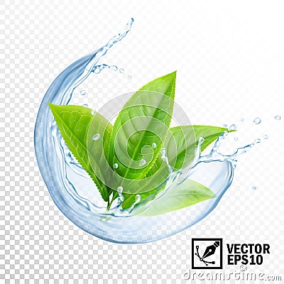 3D Realistic transparent vector splash of water with leaves of tea or mint. Editable handmade mesh Vector Illustration