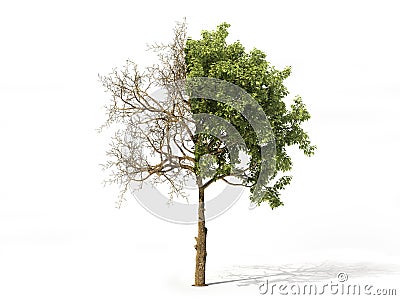 Realistic tree isolated on a white. 3d illustration Cartoon Illustration