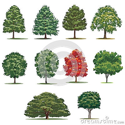 Realistic trees pack. Isolated vector trees on white background. Vector Illustration