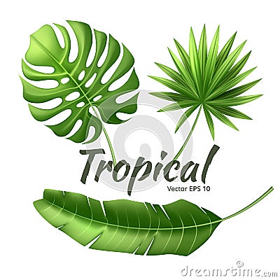 Vector realistic tropical leaves exotic vacation Vector Illustration