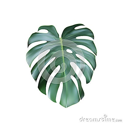 Realistic Green Tropical Monstera Leave From Top Vector Illustration