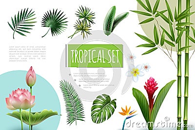 Realistic Tropical Plants Collection Vector Illustration