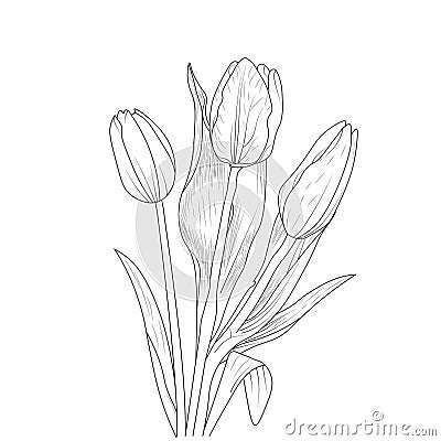 realistic tulip flower drawing, , realistic tulip outline, tulip drawing for kids, pencil tulip drawing, tulip vector art Vector Illustration