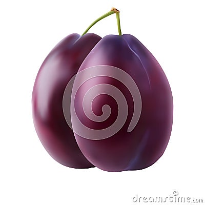 Realistic two juicy ripe plum Vector Illustration