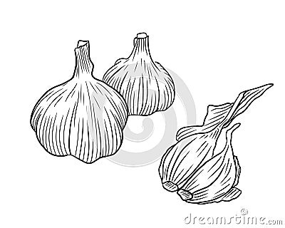 Realistic two whole garlics with two cloves in black isolated on white background. Hand drawn vector sketch illustration in doodle Vector Illustration