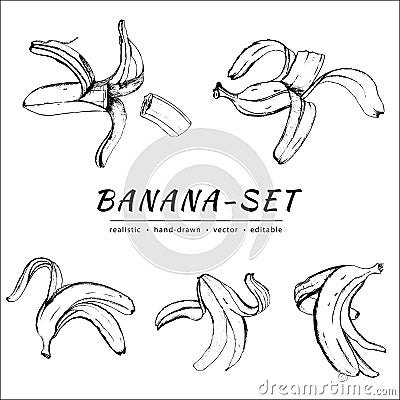 Realistic vector bananas and banana peels. Hand drawn black and white bananas illustrations. Cartoon Illustration