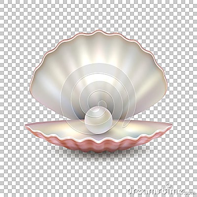 Realistic vector beautiful natural open sea pearl shell closeup isolated on transparent background. Design template Vector Illustration