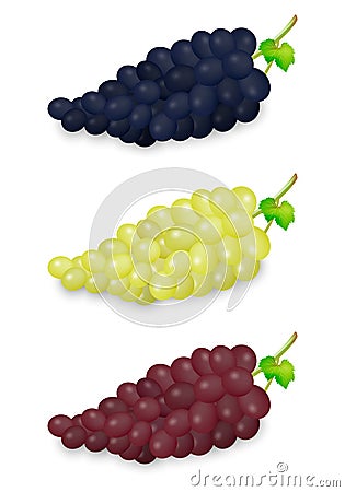 Realistic vector blue, green and red grapes bunch set on white background. Design template in EPS10. Vector Illustration