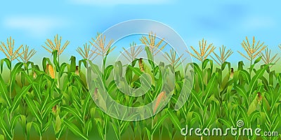 Horizontal seamless corn field with the blue sky Vector Illustration