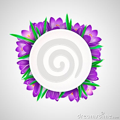 Realistic vector crocus flowers with white round card Vector Illustration