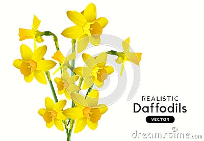 Realistic Vector Daffodil Flowers Vector Illustration