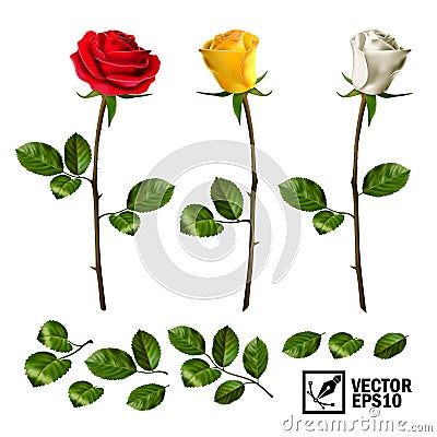 Realistic vector elements set of roses leaves, bud and an open flower Vector Illustration