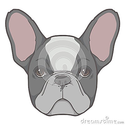 Vector face illustration of a black and white pied French Bulldog dog Vector Illustration