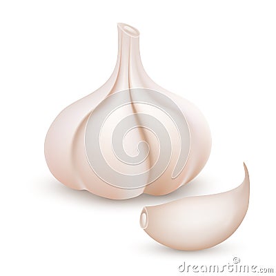 Realistic vector garlic on white background. Vector illustration. Vector Illustration