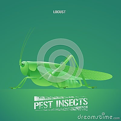 Realistic vector illustration of green insect Acrididae, locust, grasshopper Vector Illustration