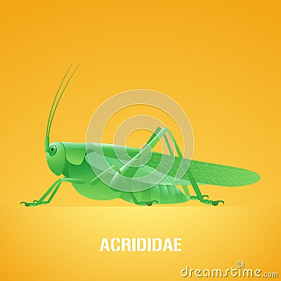 Realistic vector illustration of green insect Acrididae, locust, grasshopper Vector Illustration
