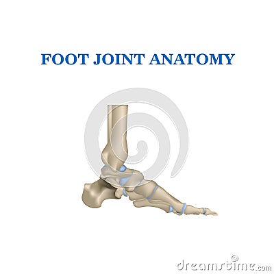 Realistic vector illustration with leg bones. Foot, side view Vector Illustration