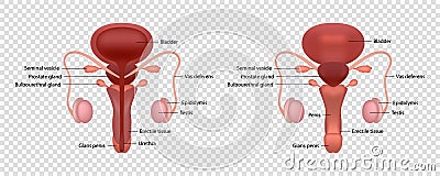 Realistic vector illustration of male human reproductive system with parts names isolated on transparent background Vector Illustration