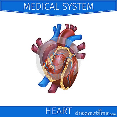 Realistic Vector Illustration Medical System Heart Stock Photo