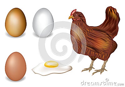 Realistic vector set of the chicken, egg and fried eggs for your design. Brown hens Vector Illustration