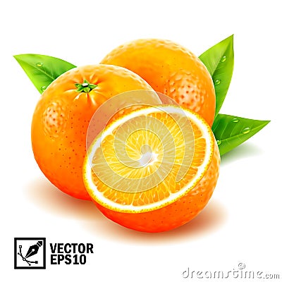 Realistic vector set fresh whole oranges and sliced orange with leaves and dew drops Vector Illustration