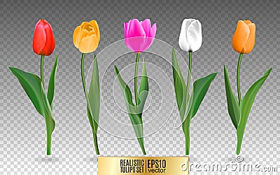 Realistic vector tulips set. Not trace. The blank for your design. Red tulips flowers on transparent background. Vector Illustration