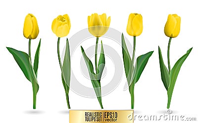 Realistic vector yellow tulips set. Vector Vector Illustration