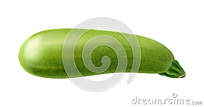 Realistic Vegetable Marrow Vector Illustration