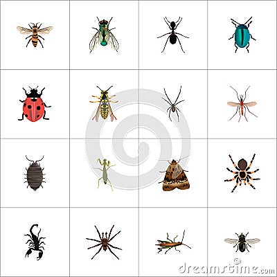 Realistic Wasp, Arachnid, Midge And Other Vector Elements. Set Of Bug Realistic Symbols Also Includes Ant, Tarantula Vector Illustration