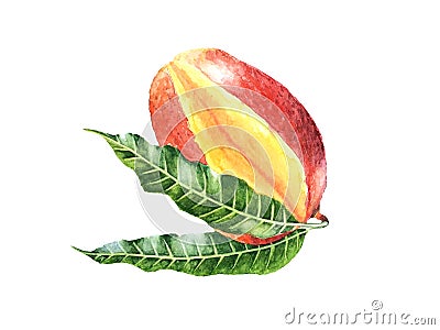 Realistic watercolor Fruit Mango Stock Photo