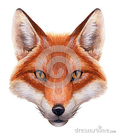 Watercolor Fox Portrait Stock Photo