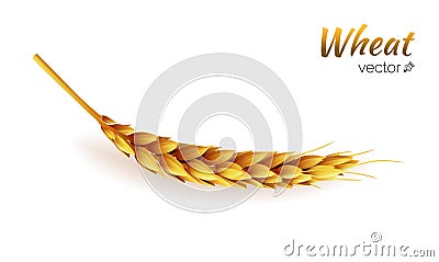 Realistic wheat spike isolated, agriculture, natural product Vector Illustration