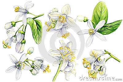 Realistic white lemon flowers illustration. Citrus flower set isolated white background. Watercolor botanical painting Cartoon Illustration