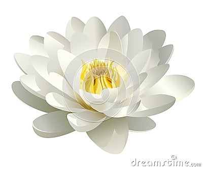 Realistic white water lily vector Vector Illustration