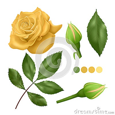 Realistic Yellow rose on white background, leaves, bud and an open flower, elements for your design, Vector EPS 10 illustration Vector Illustration